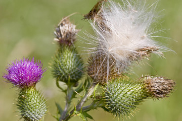 Blüte