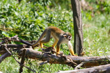 monkey Kotul