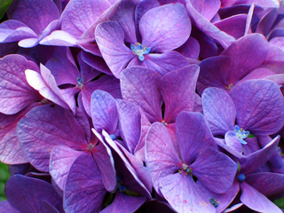 Hortensia violet