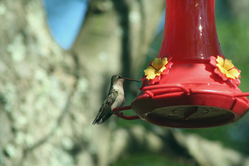 Obraz premium Hummingbird