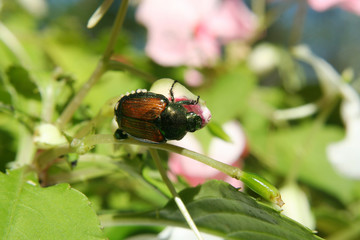 Japanese Beetle