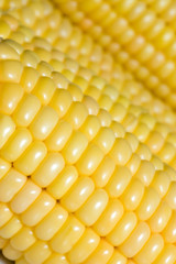 Corn background