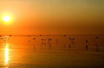 Birds above orange sea