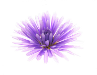 Obraz premium colorful asters