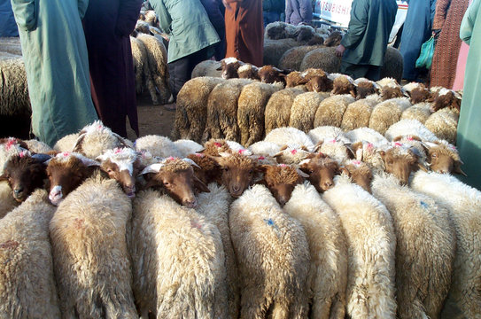 Sheep bound up to sell