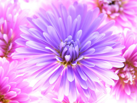 Fototapeta colorful asters