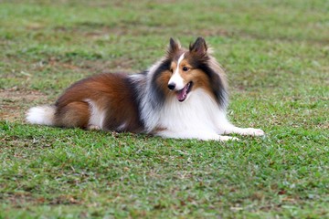 Dog