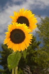 Sunflower Double