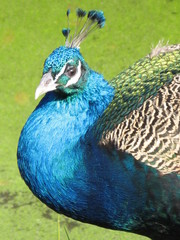 Obraz premium oiseau