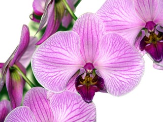 orchids
