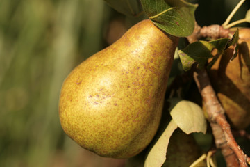 Pear