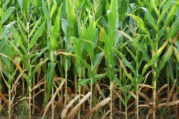 Cornstalks, close up
