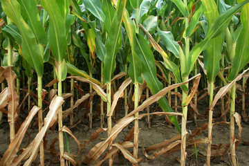 Summer Cornstalks