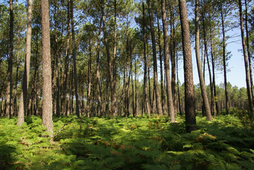 forêt des landes