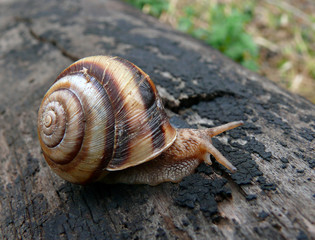 Snail 4