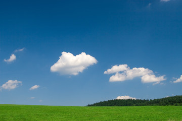 Green meadow with blue sky - obrazy, fototapety, plakaty