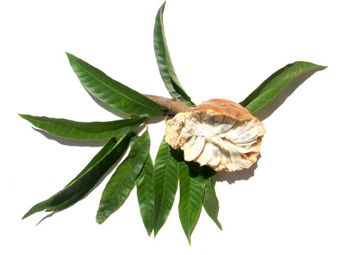 fruit exotique sur feuilles