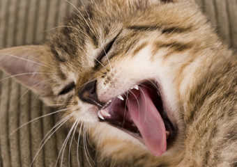 Sweet cat © Sebastian Duda