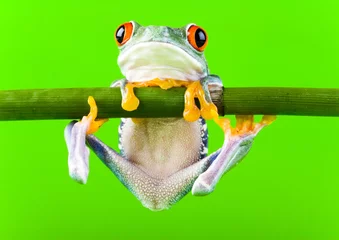 Papier Peint photo Lavable Grenouille Crazy frog