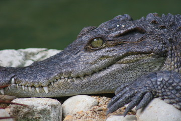 Krokodil - Gebiss