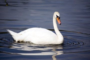 Swan