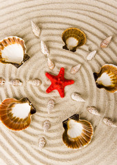 Seashells on the sand