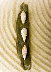Seashells
