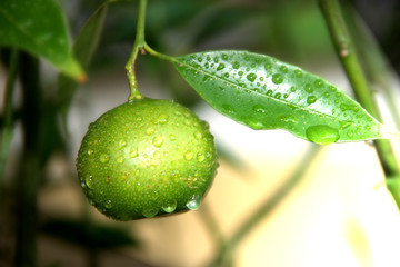Limette