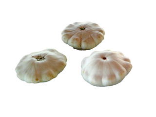 Hybrid/Scallop Squash