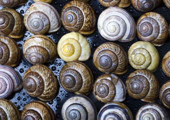 Seashells