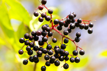 kleine beeren