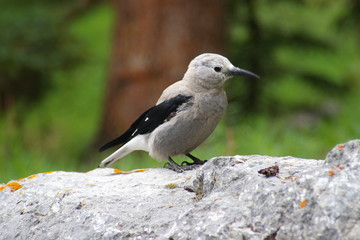 Clark's Nutcracker 1