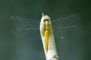 dragonfly,
