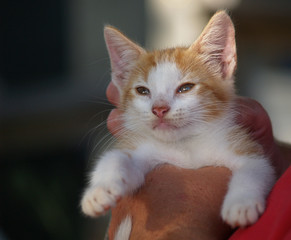 Kitten with eyes open