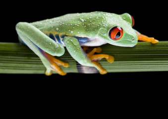 Frog on bamboo on the black background