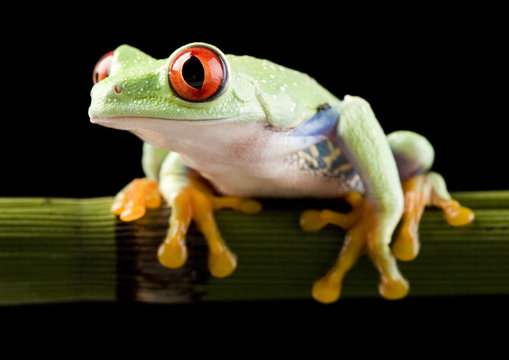 Frog on bamboo on the black background