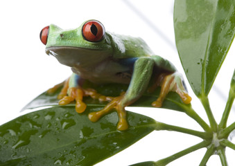 Red eyed tree frog