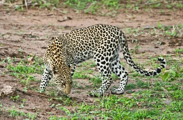 Foto auf Acrylglas leopard © poco_bw