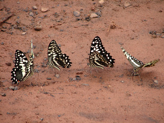 Papillons