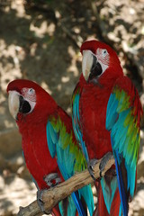2 red parrots
