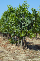 Rang de vigne