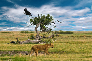 Lion and vulture