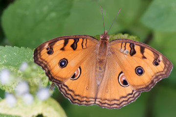 tropical nymphalidae butterfly