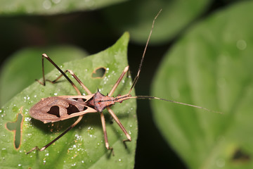 tropical assassin bug