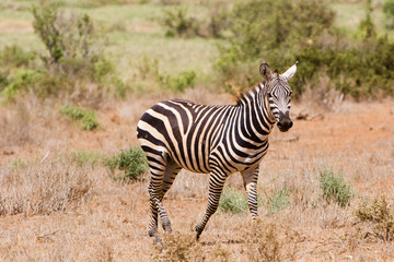 Fototapeta na wymiar Zebra II