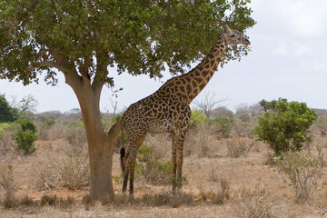 Giraffe
