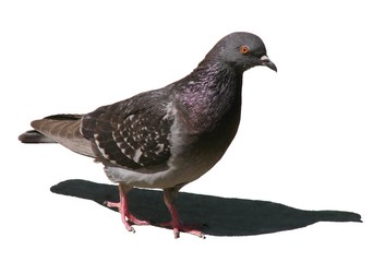 Pigeon biset