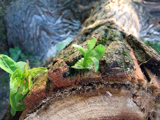 Obraz premium green plant