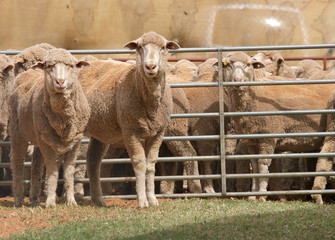 sheep in pen