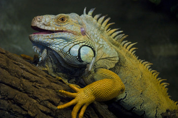 Iguana